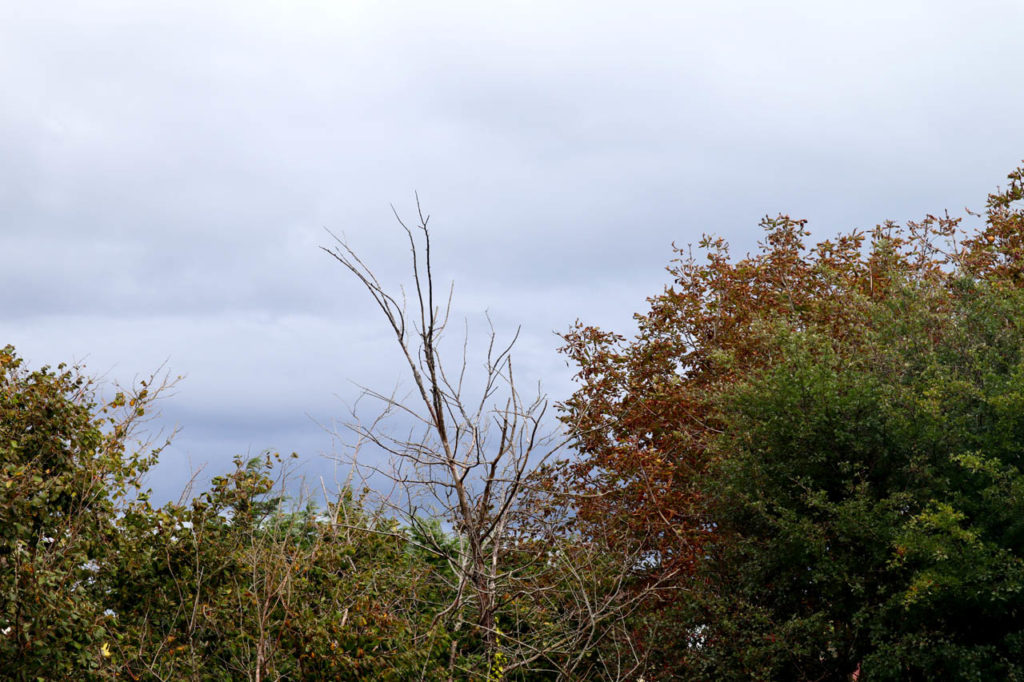 gas of autumn as a hint of red shows on the trees