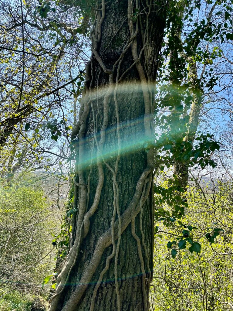 there must have been sound because the light danced among the trees - light sense blur in front of a tree