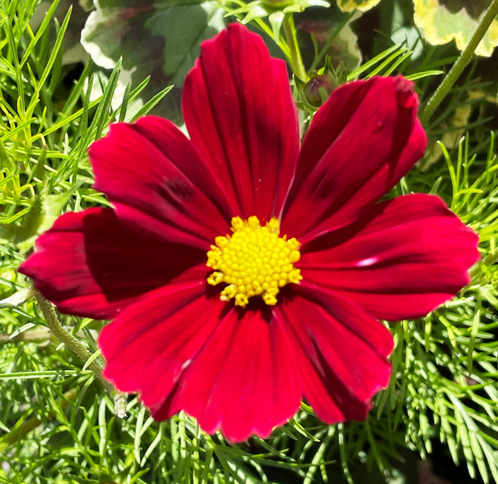 bright red flower