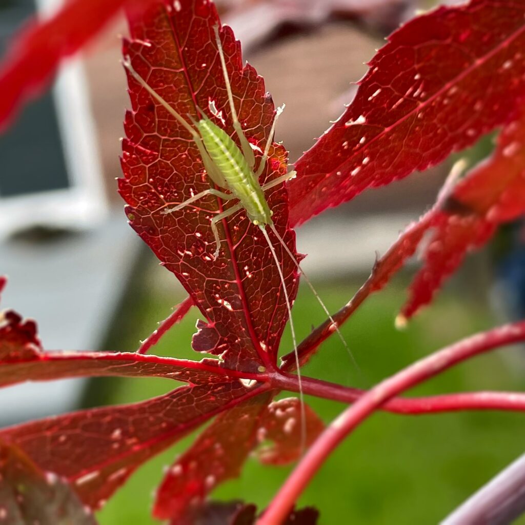 Green bug on scarlet leaf one
