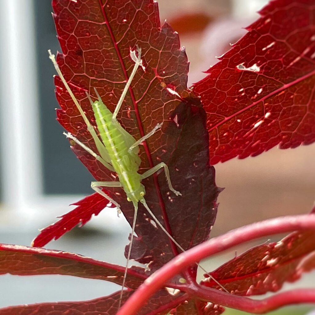 Green bug on a scarlet leaf two