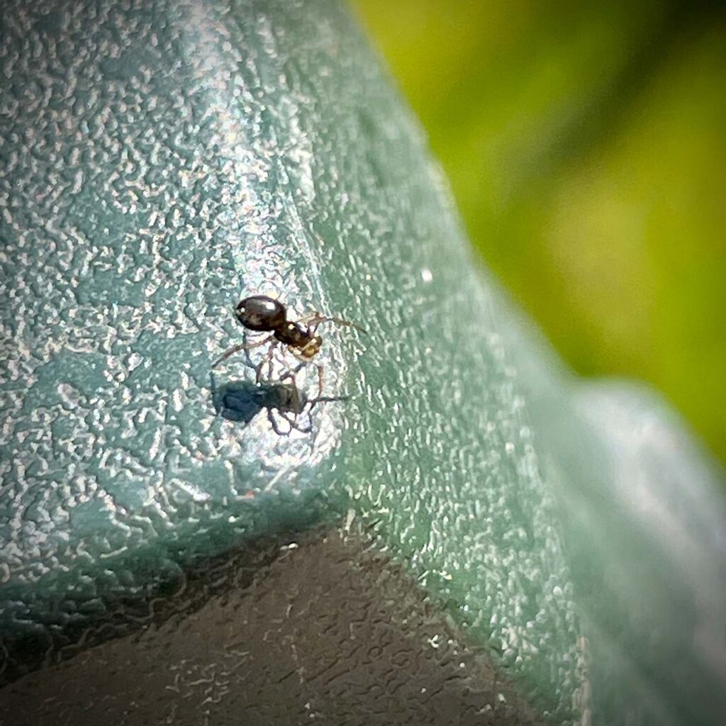 tiny spider on the arm of my chair