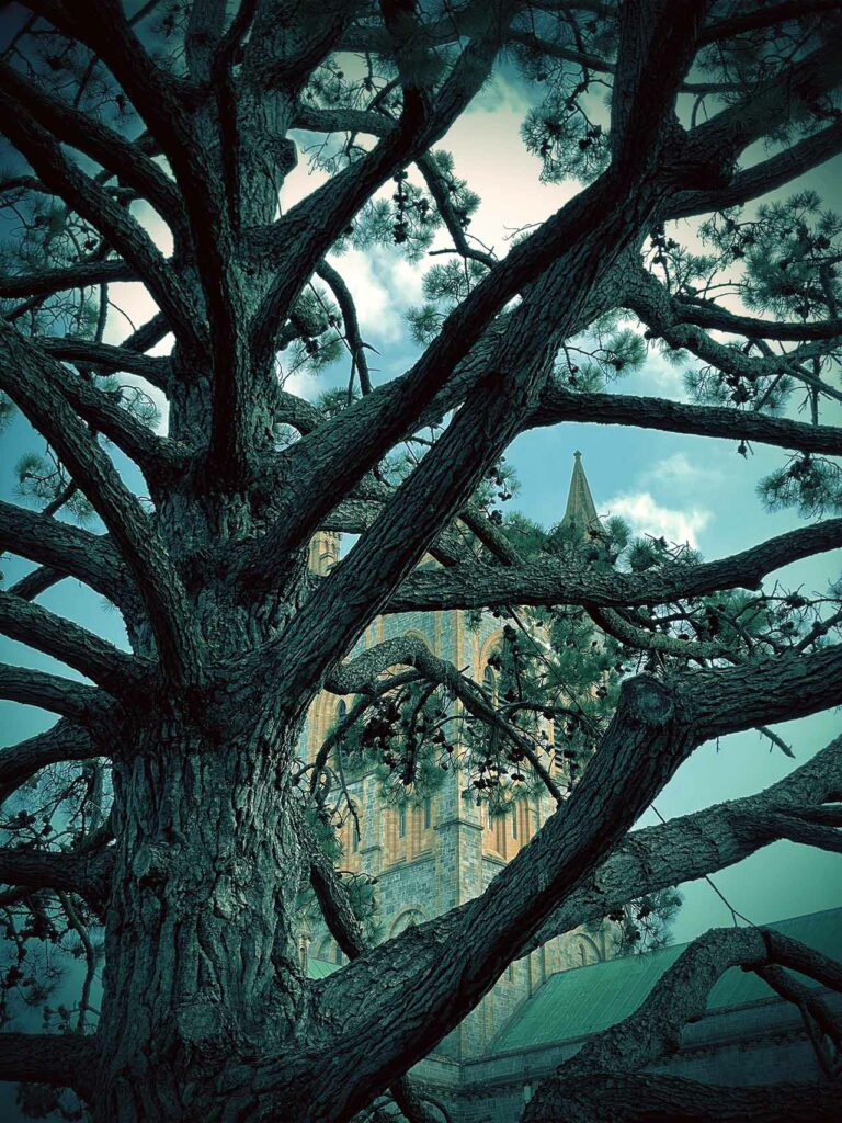 Reaching branches on a tree in front of Abbey
