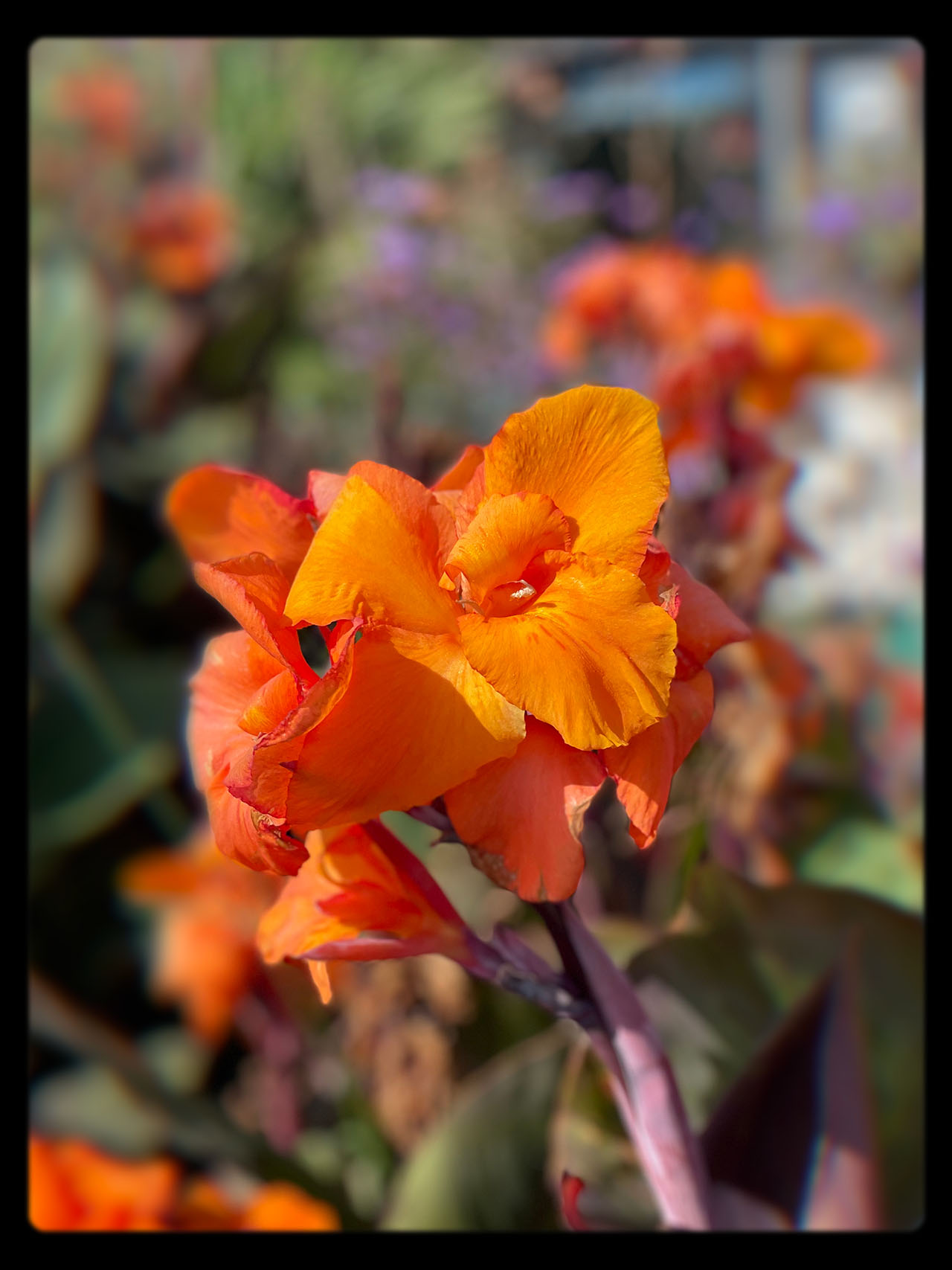 orange flower against a blurred background