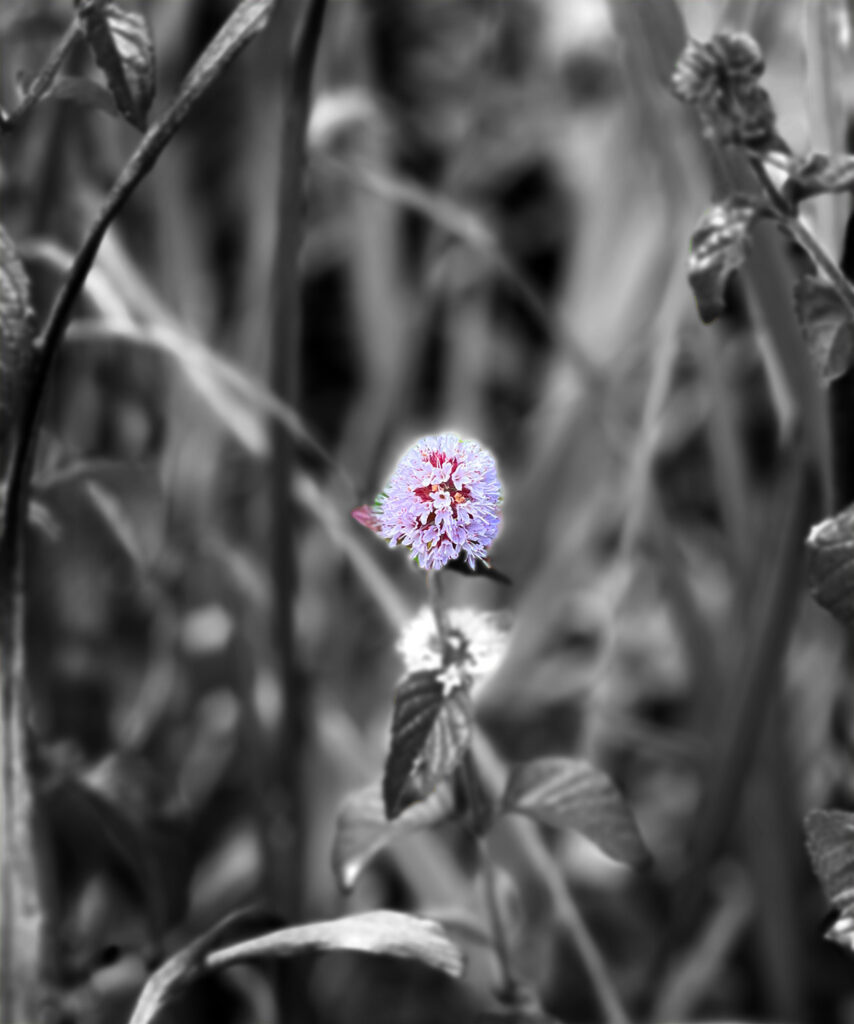 coloured flower on a black and white grass background