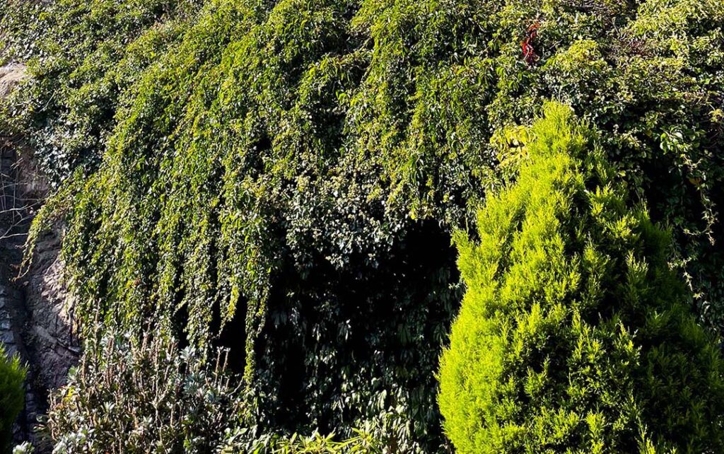 cascade of green leaves on a wall