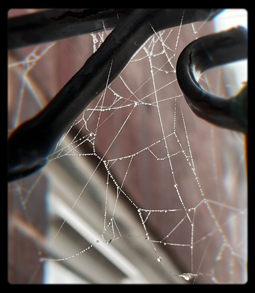 spider's web