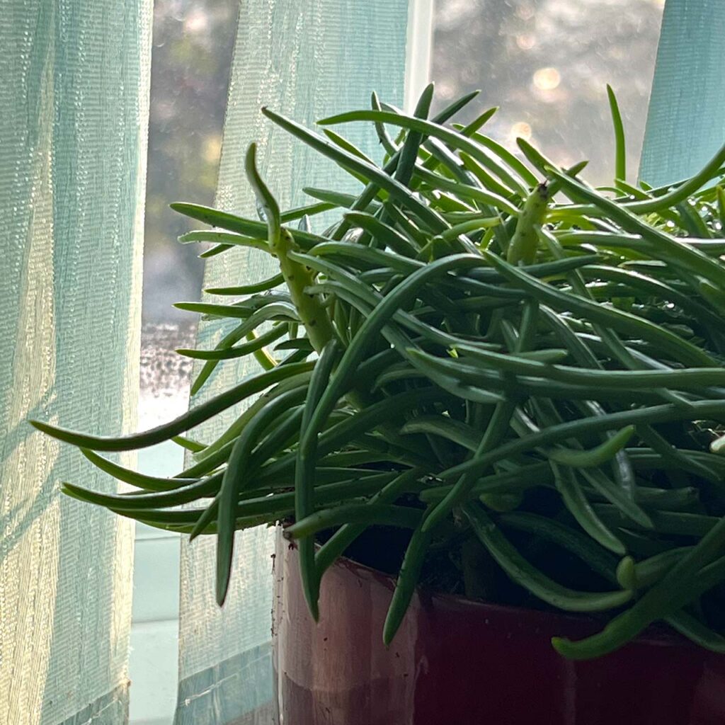 plant on windowsill