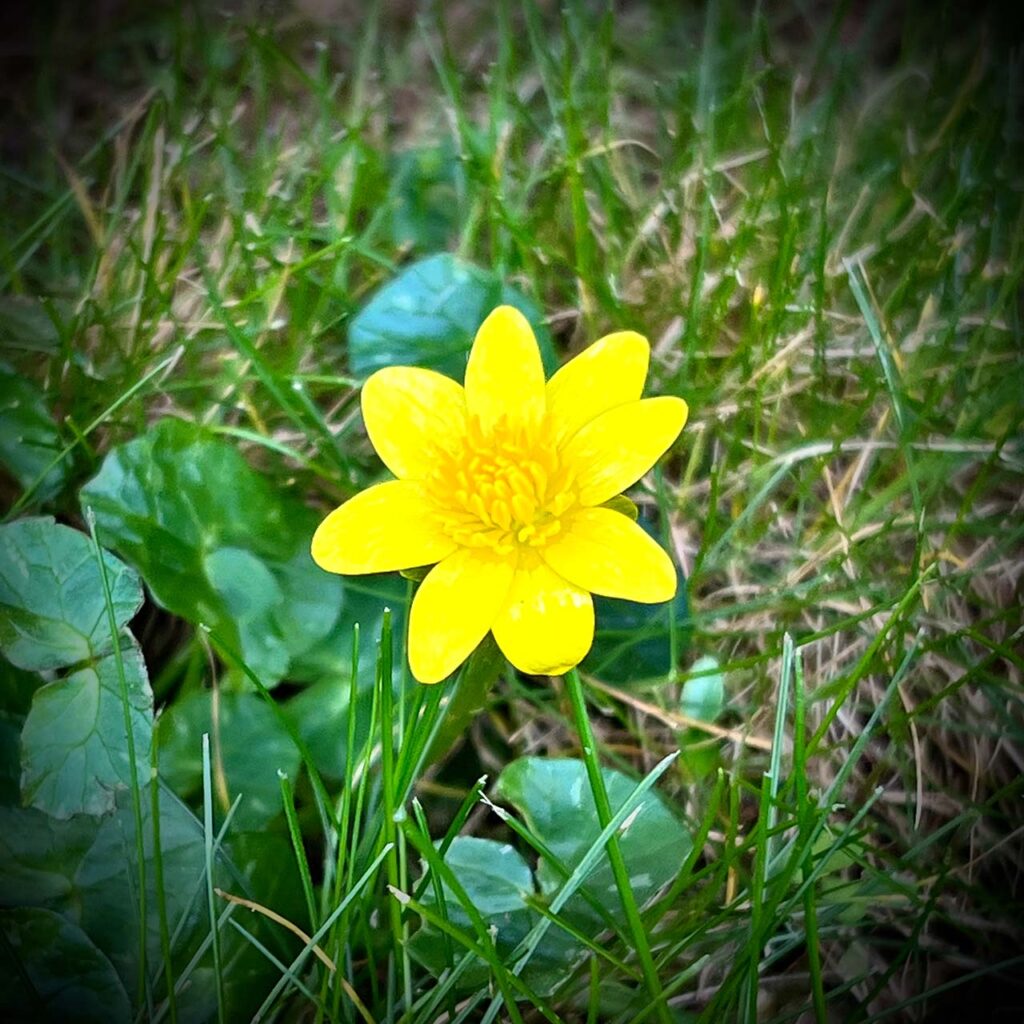 bright yellow flower amongst the grass